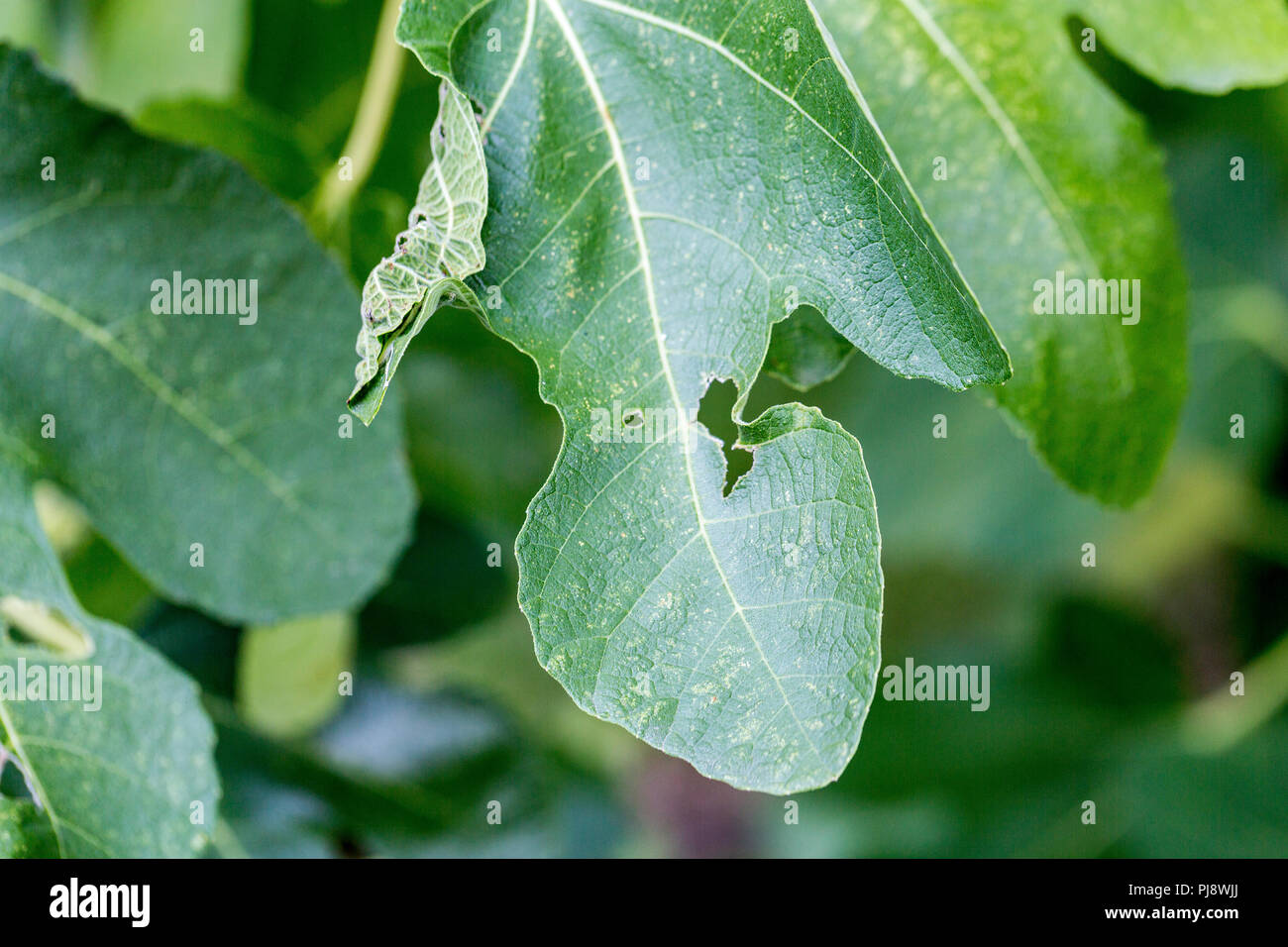 Plant Disease. Septoria leaf spot symptoms on fig tree. Canker, mushroom diaporthe cinerascens Stock Photo