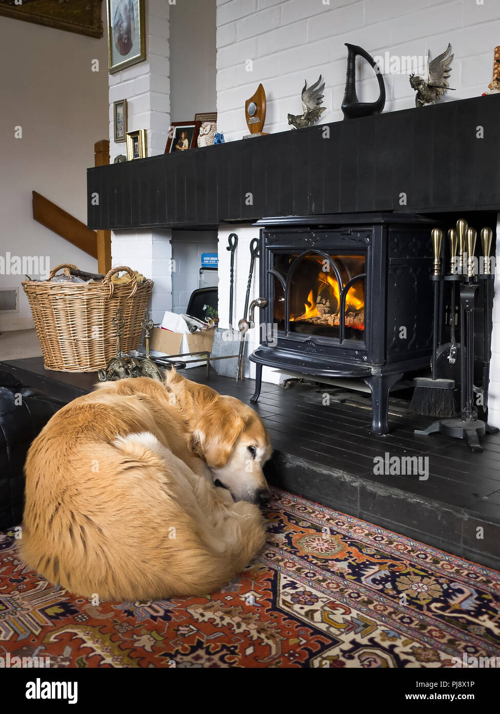 Old Golden Retriever dog enjoying fireside comforts in early winter in UK Stock Photo
