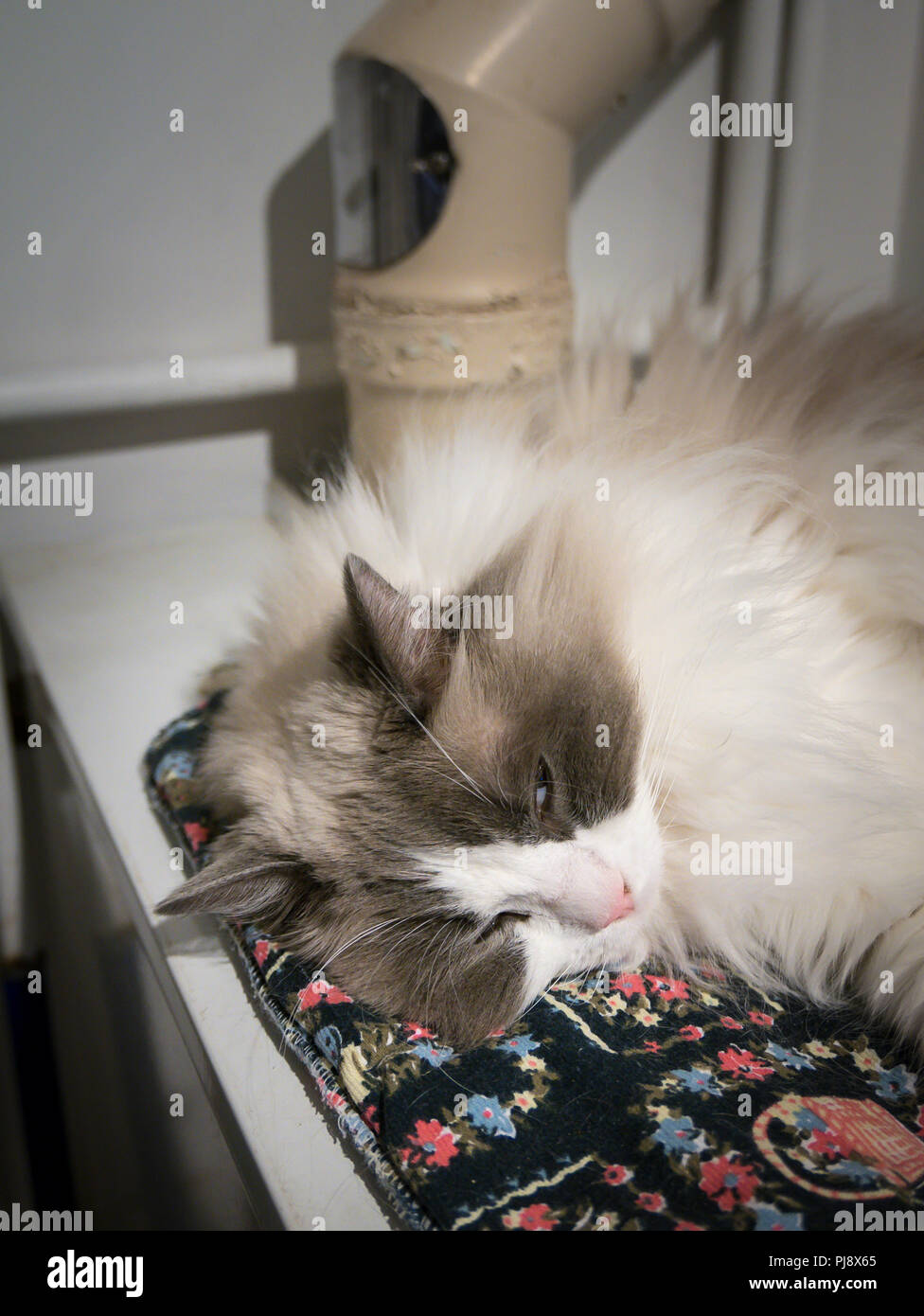 A Ragdoll cat has found a winter warm spot on top of a working hot water boiler in UK Stock Photo