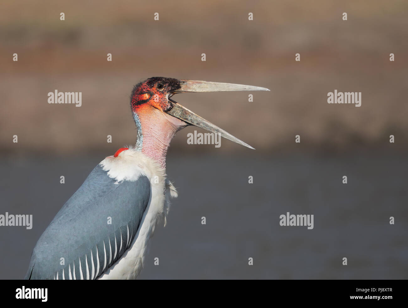 Marabou stork Stock Photo