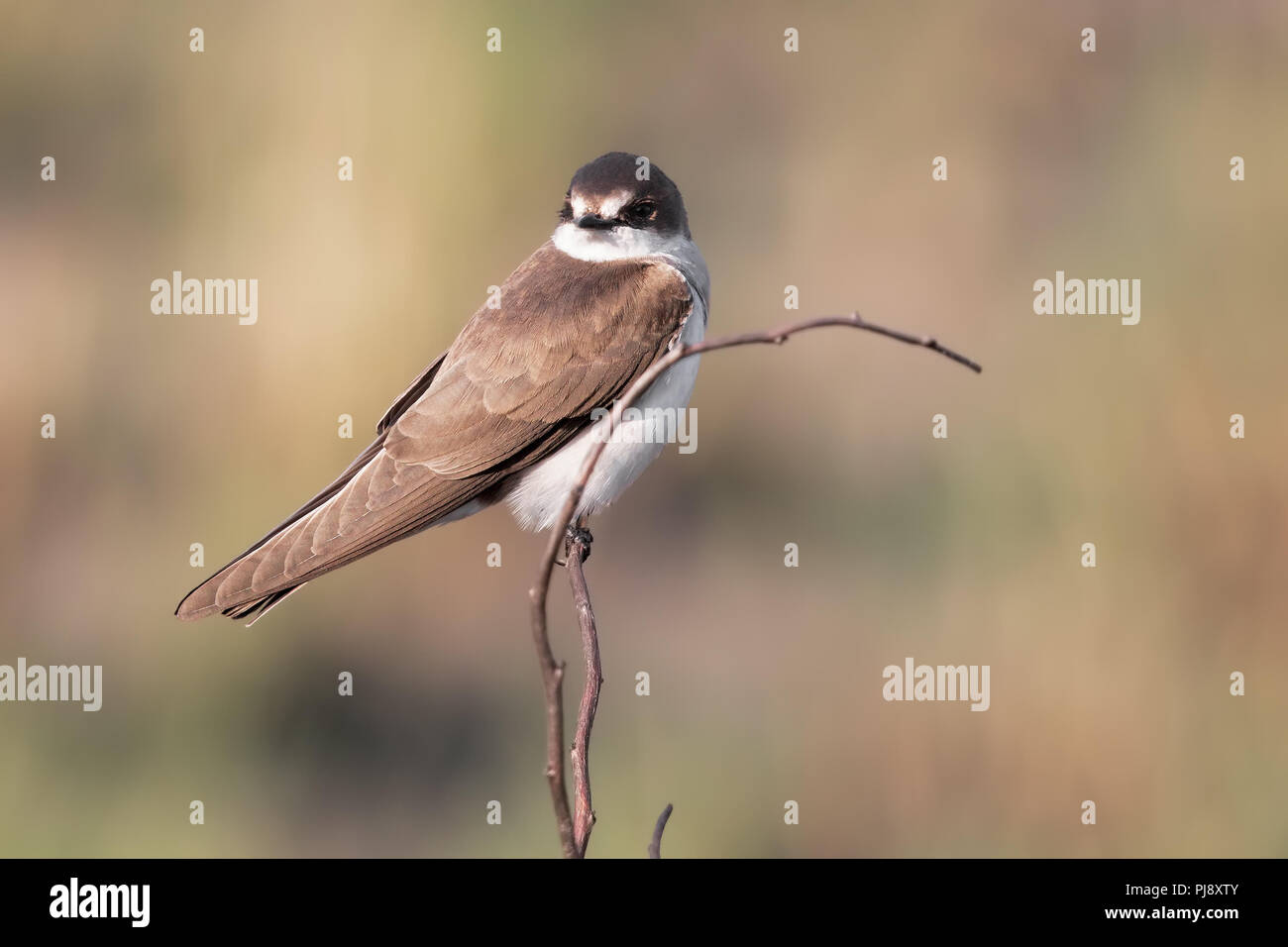 Banded martin Stock Photo