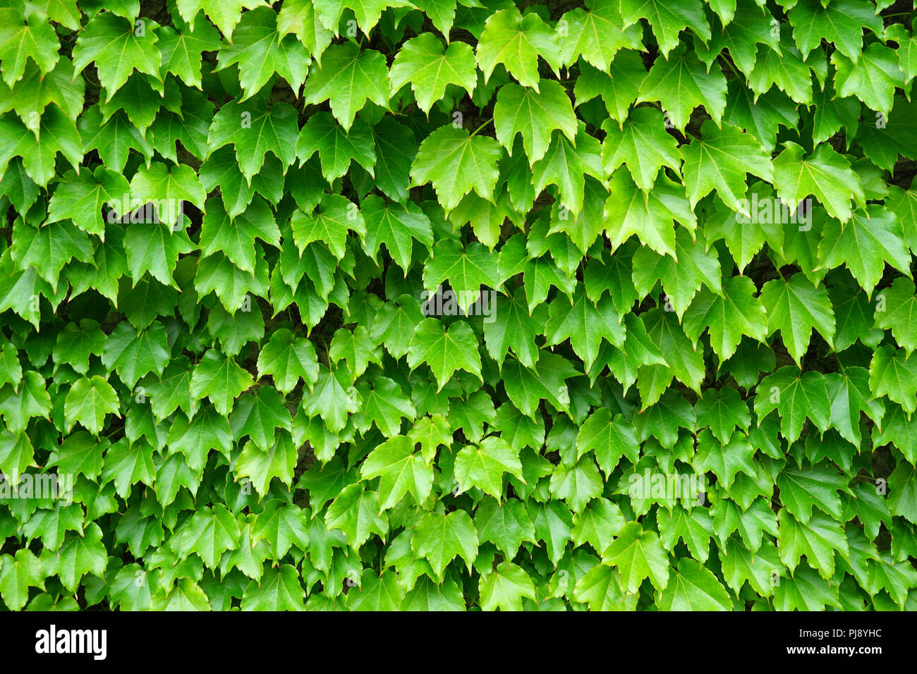 Wilde Weinrebe (Vitis vinifera subsp. sylvestris) an einer Mauer in Schärding, Barockstadt am Inn, Innviertel, Oberösterreich Stock Photo