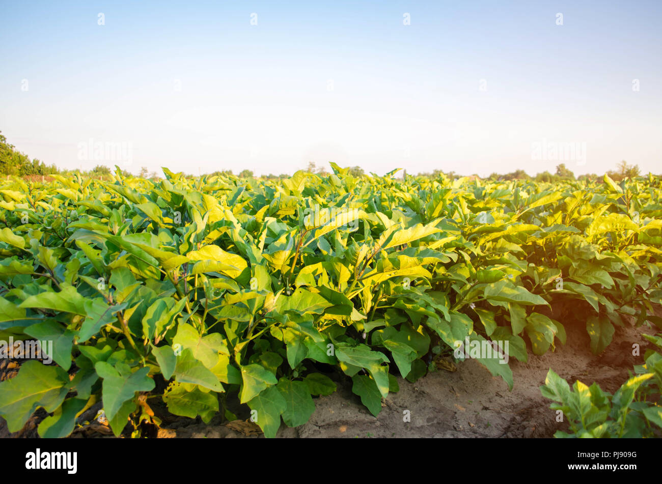 eggplant plantations grow in the field. vegetable rows. farming