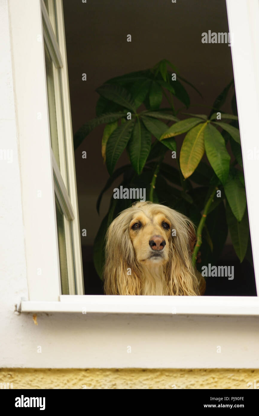 Afghanischer Windhund, schaut aus dem Fenster, Burghausen, Bayern, Deutschland, Europa Stock Photo