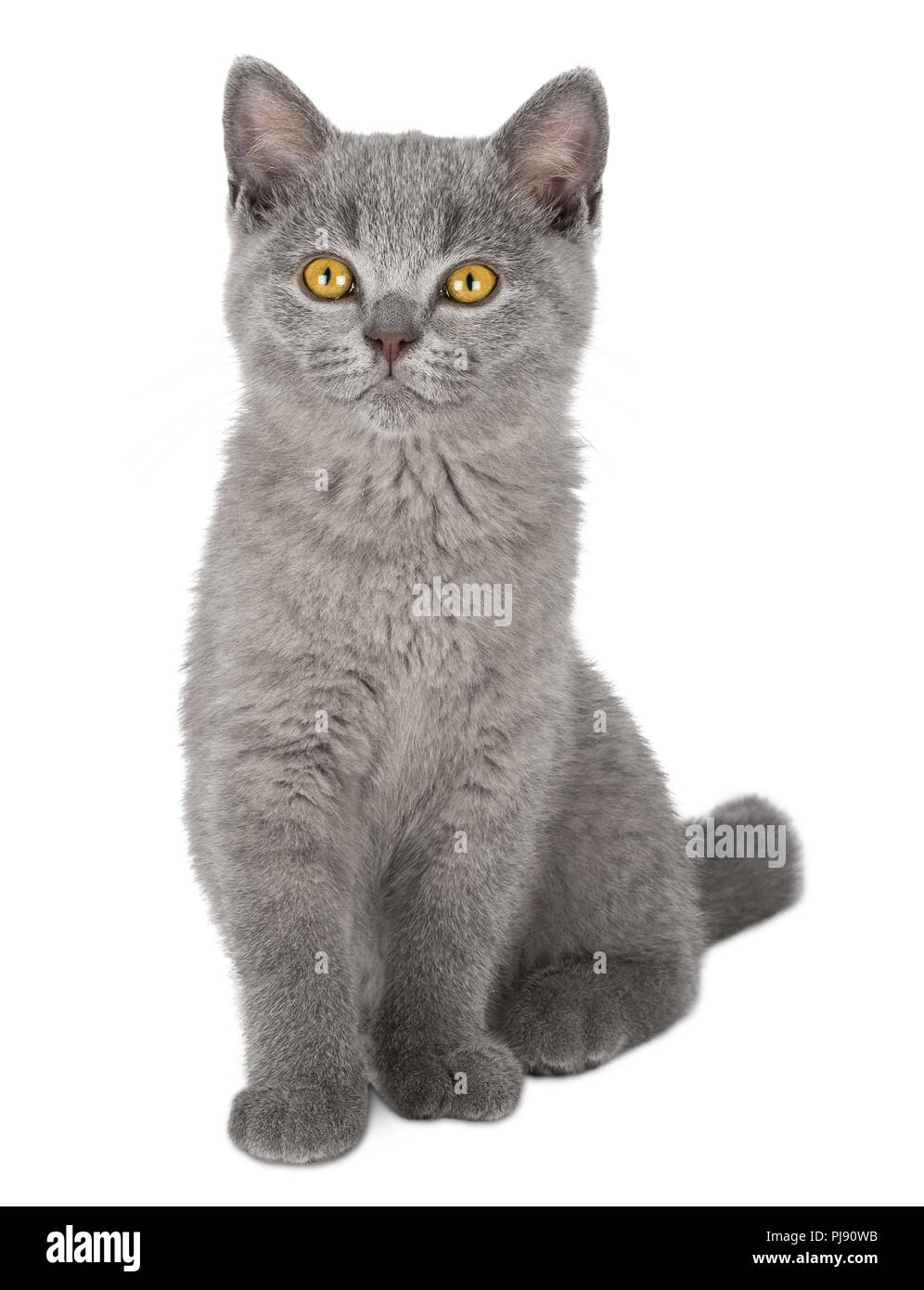 Very Cute Blue British Shorthair Kitten Cat Sitting Isolated On