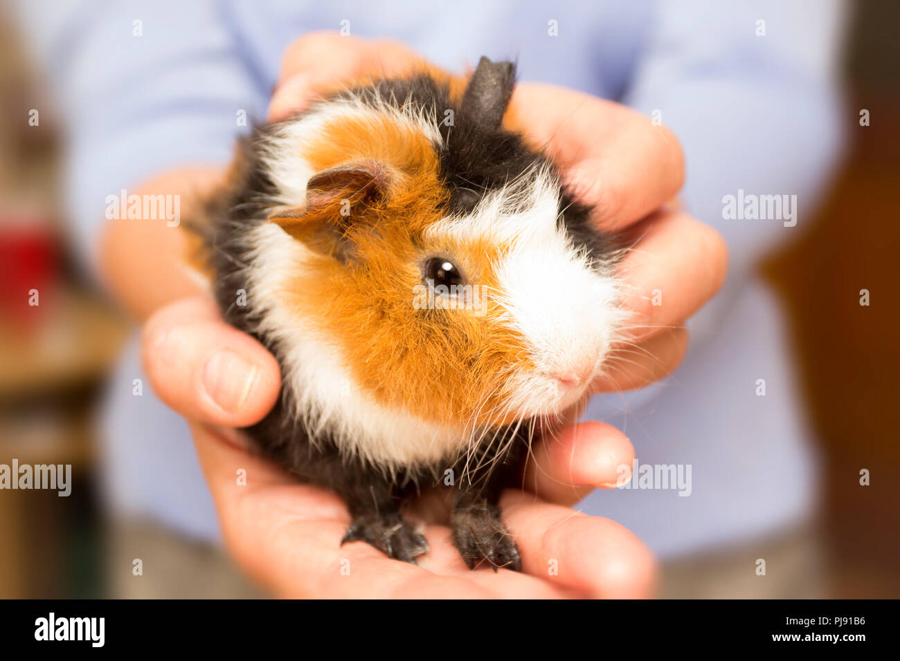 Female hands holding a guinea pig Stock Photo Alamy