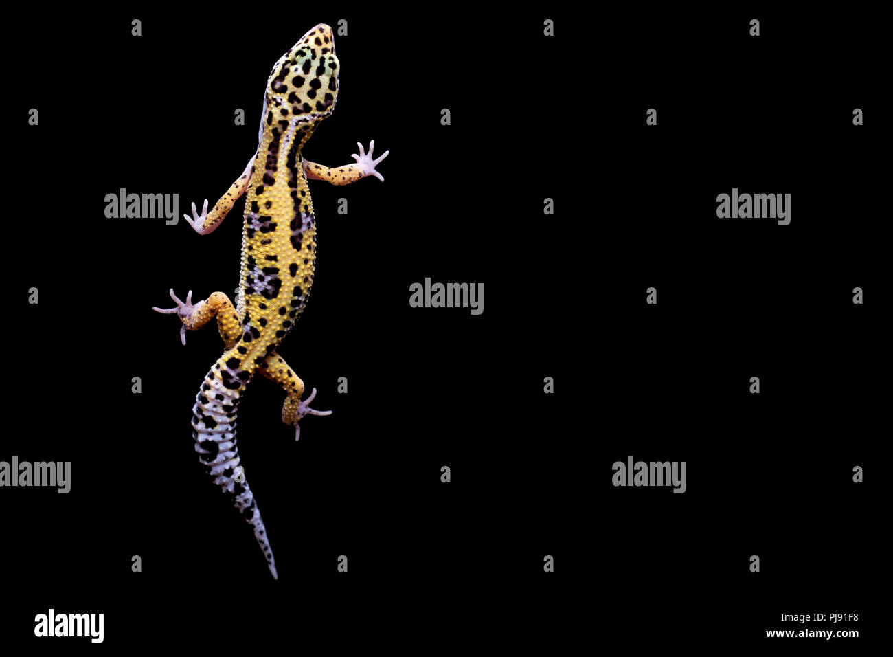 Leopard gecko on black background. Lizard isolated on black background. ttop view Stock Photo