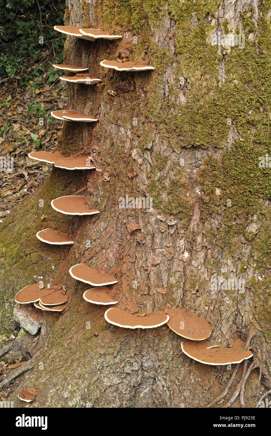 fungus Ganoderma Applanatum grown on the trunk of an old poplar Stock Photo