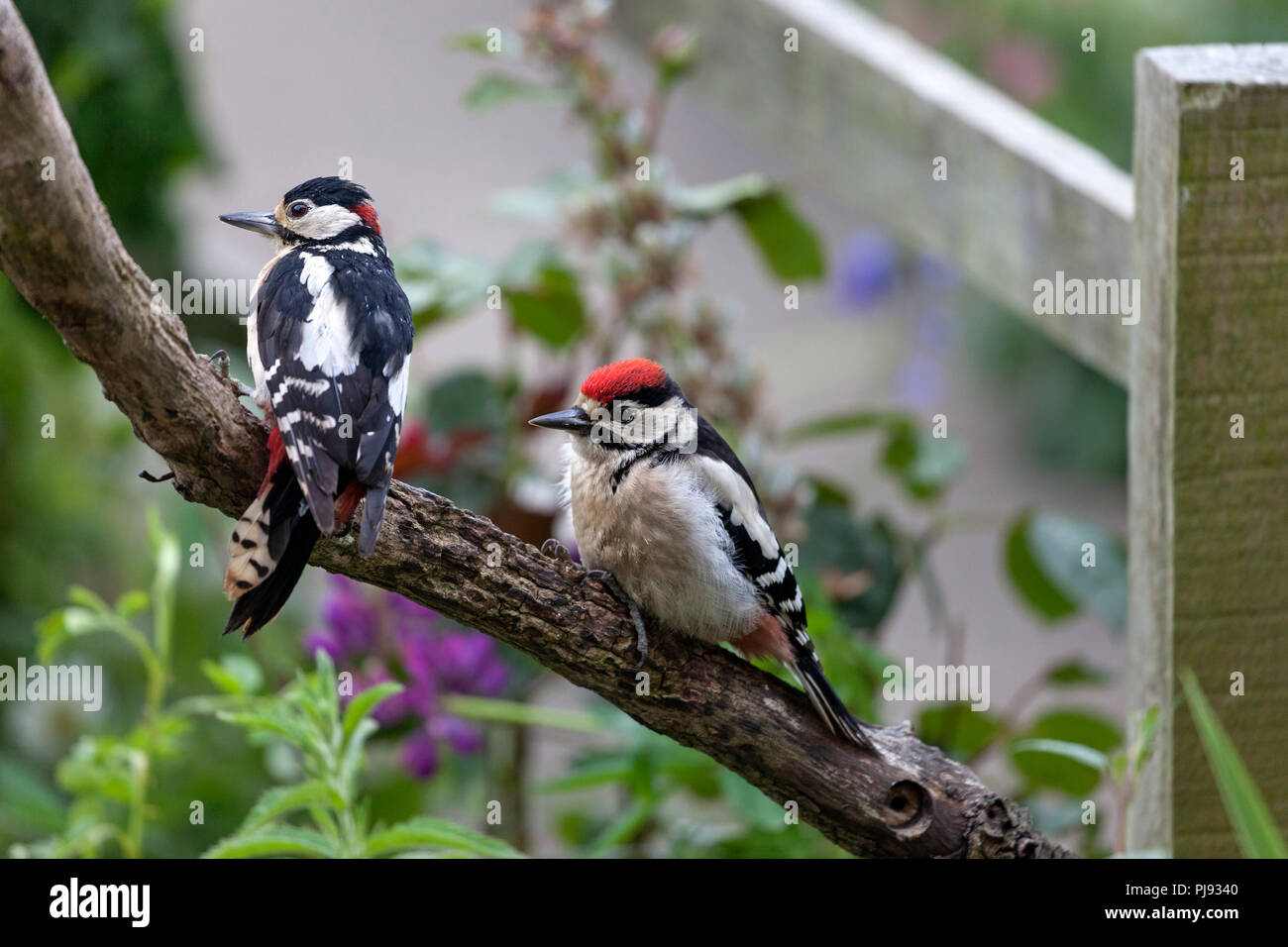 Male Great Spotted Woodpecker (Dendrocopus major) with Young in a Garden Environment, UK. Stock Photo