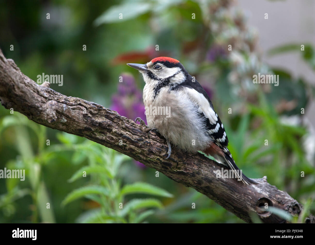 Sleepy Newly Fledged Great Spotted Woodpecker (Dendrocopus major) in a Garden Environment, UK. Stock Photo