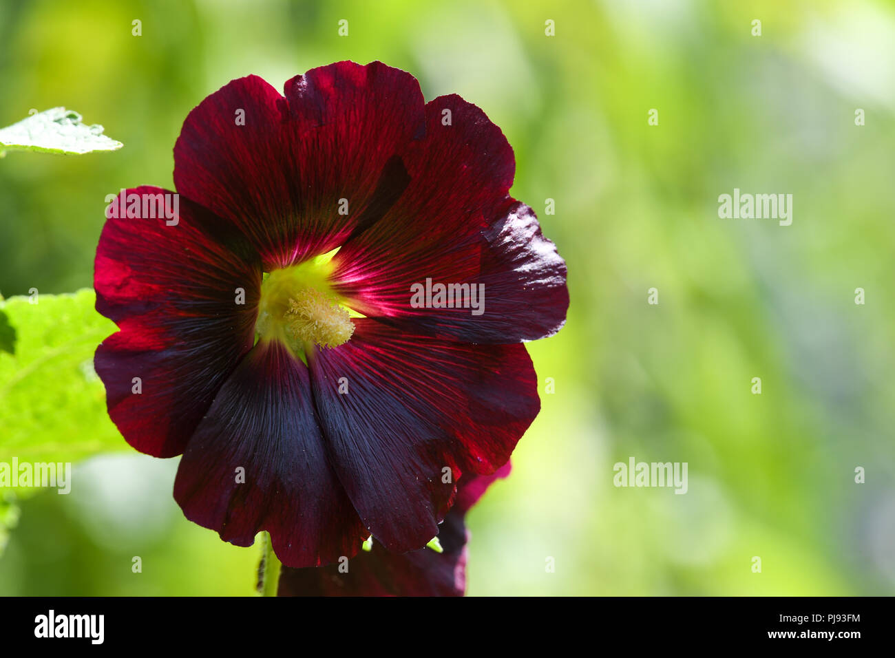 Plants flowers hollyhock flower hi-res stock photography and images - Alamy