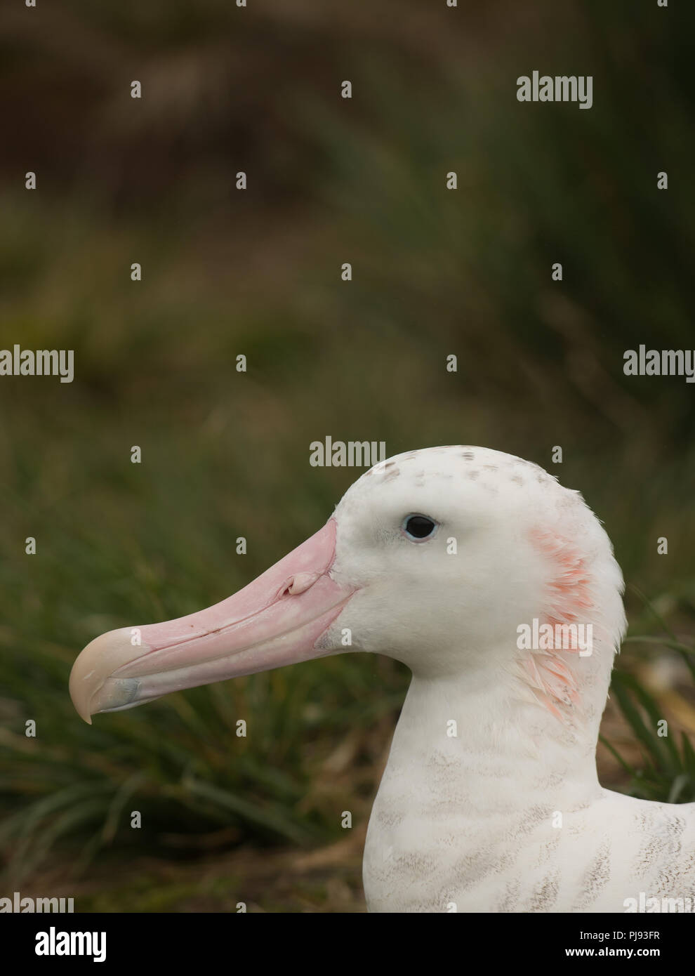 A young male wandering Albatross (Diomedia exulans) on Bird Island, South Georgia, sub-Antarctic Stock Photo