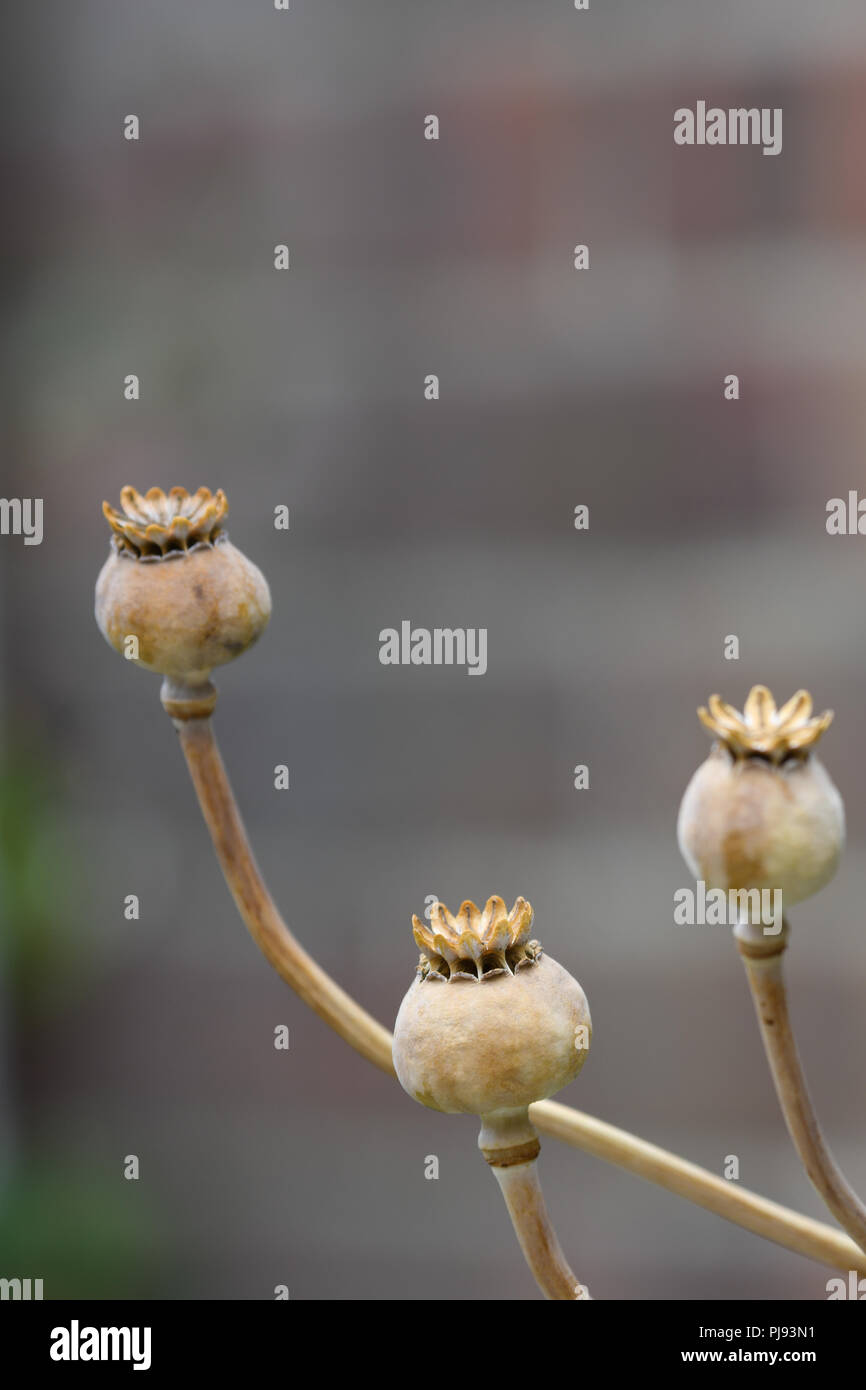 poppy seed heads Stock Photo Alamy