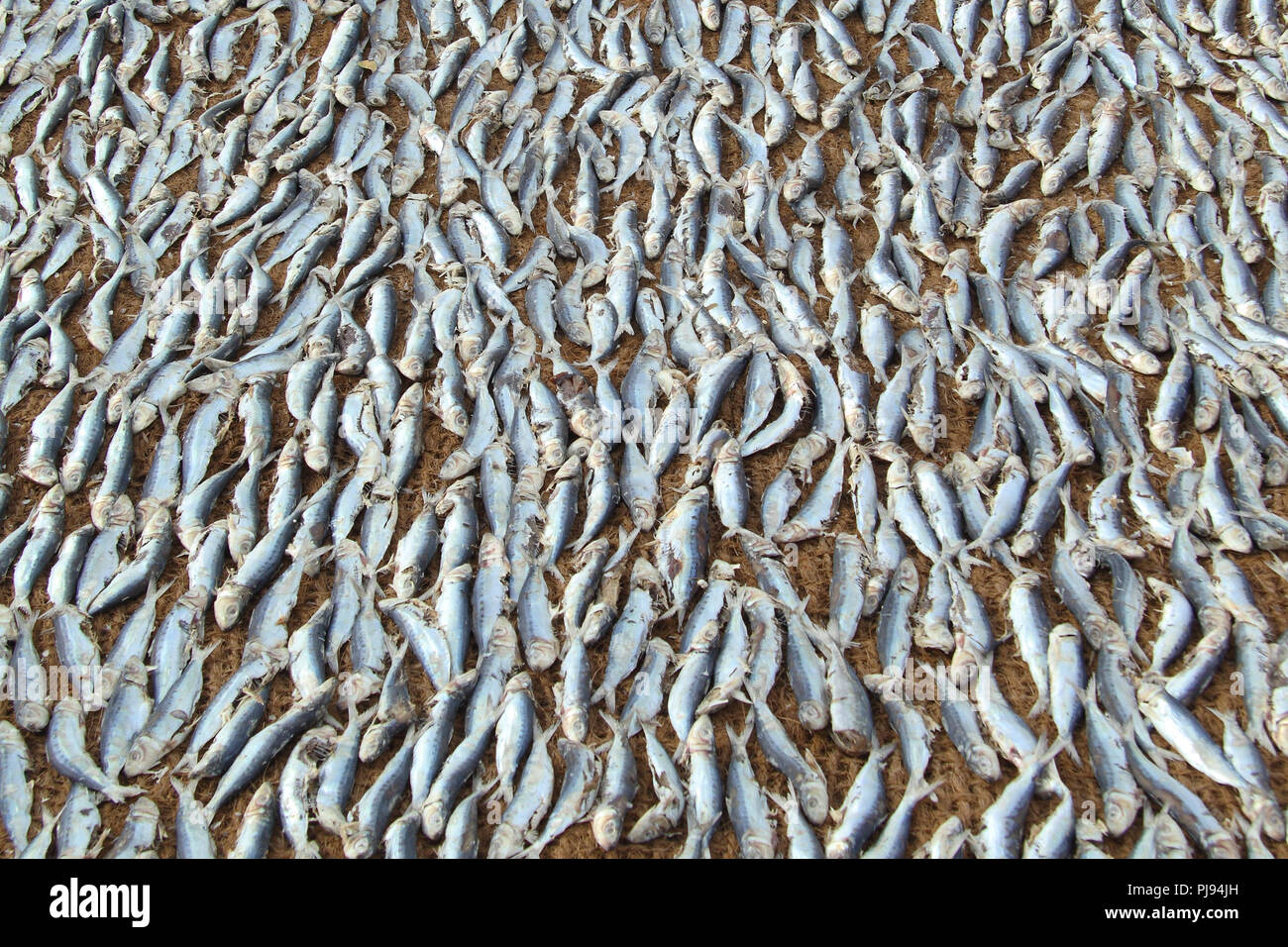 Drying fish on the fish market in Negombo village, Sri Lanka Stock