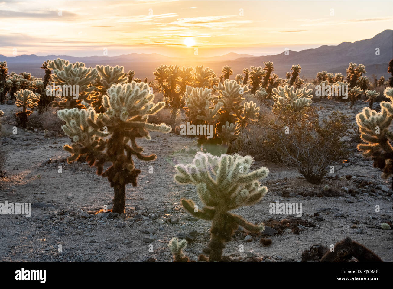 Cholla Cactus Garden at Sunrise, Joshua Tree National Park, California, USA Stock Photo