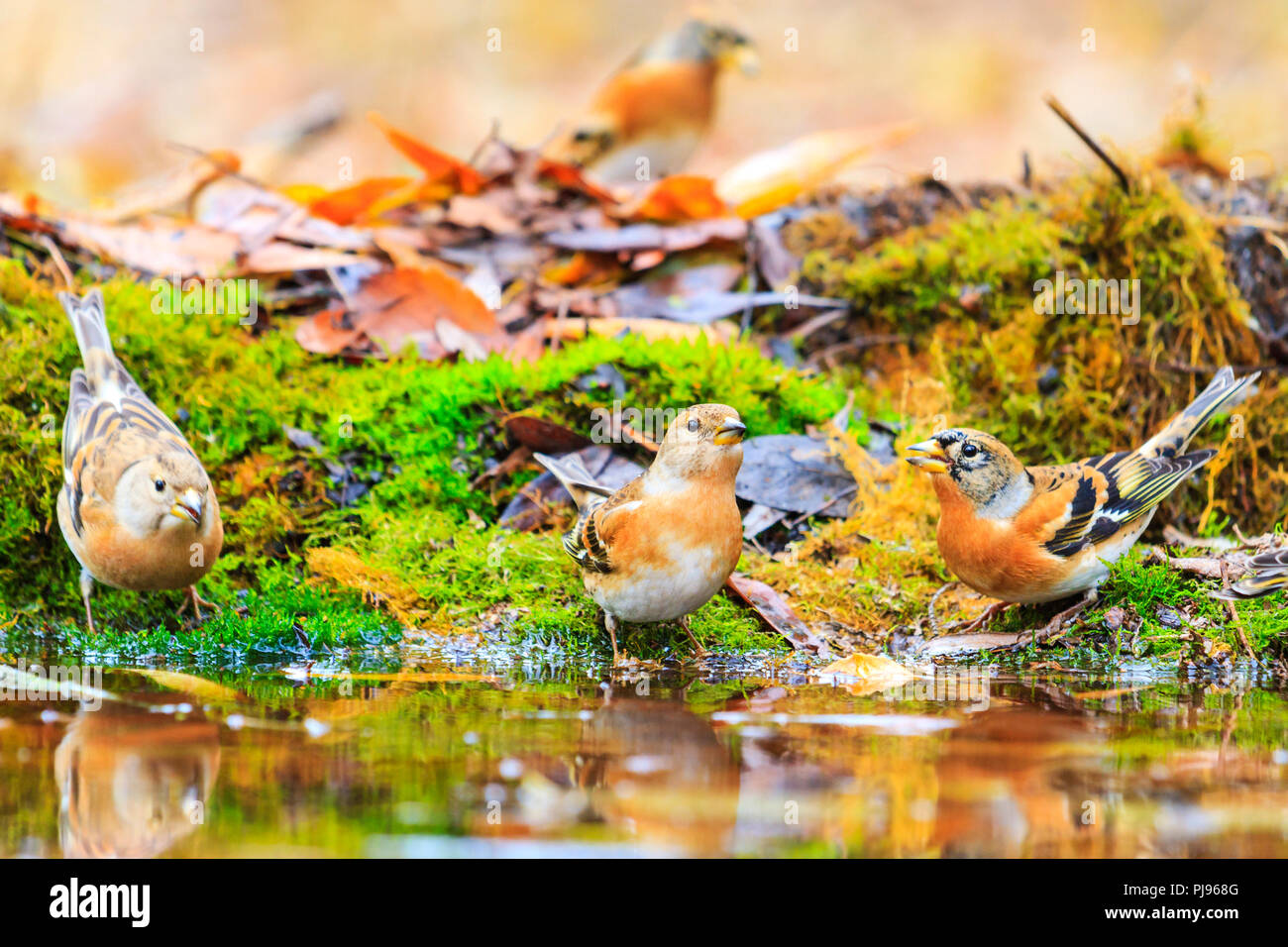birds in autumn forest watering , wildlife in the autumn period Stock Photo