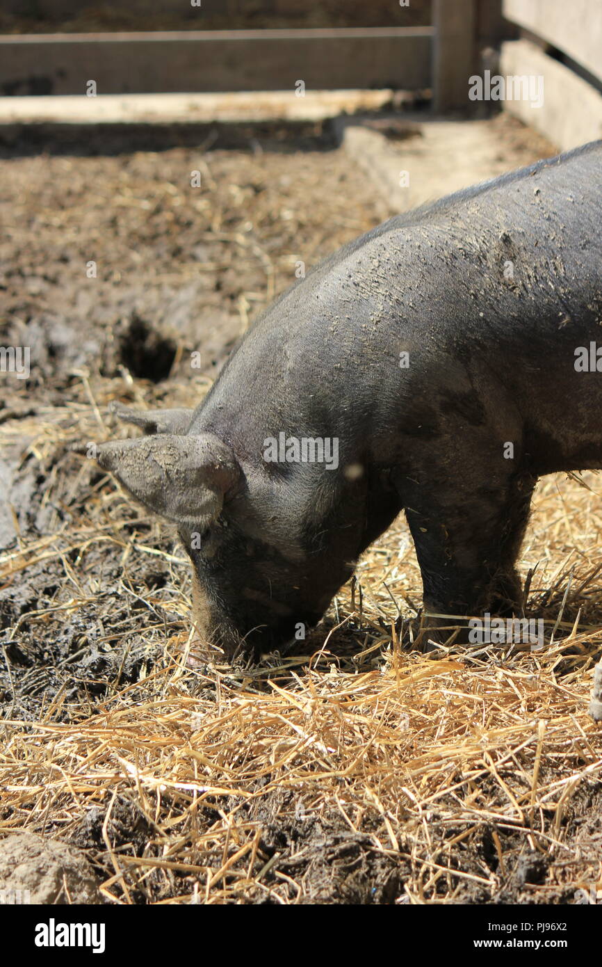 Pigs playing in their pigpen at Wagner Farm in Glenview, Illinois on a hot  sunny summer day Stock Photo - Alamy
