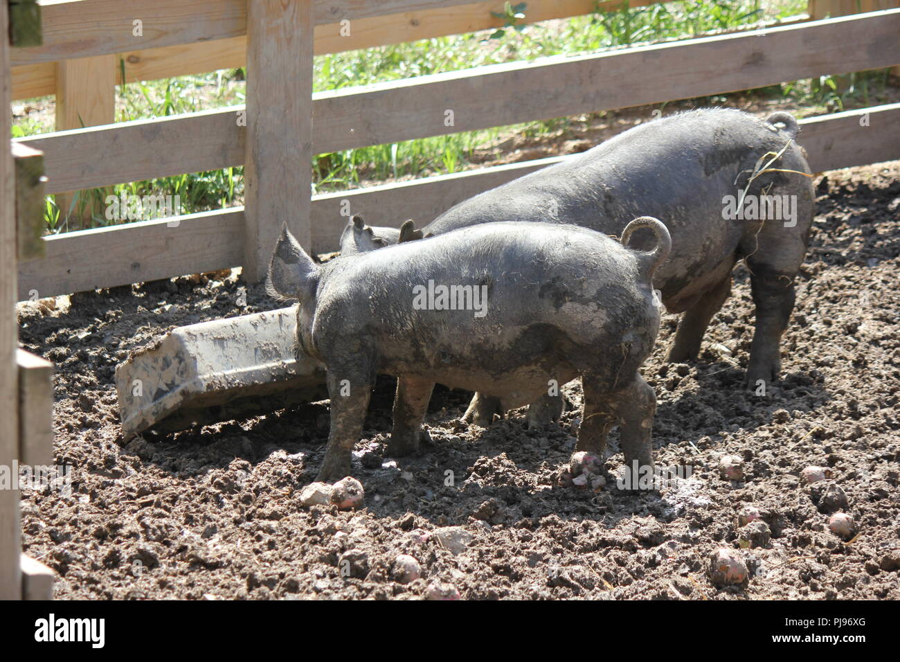 Pigs Eating Trough High Resolution Stock Photography and Images Alamy
