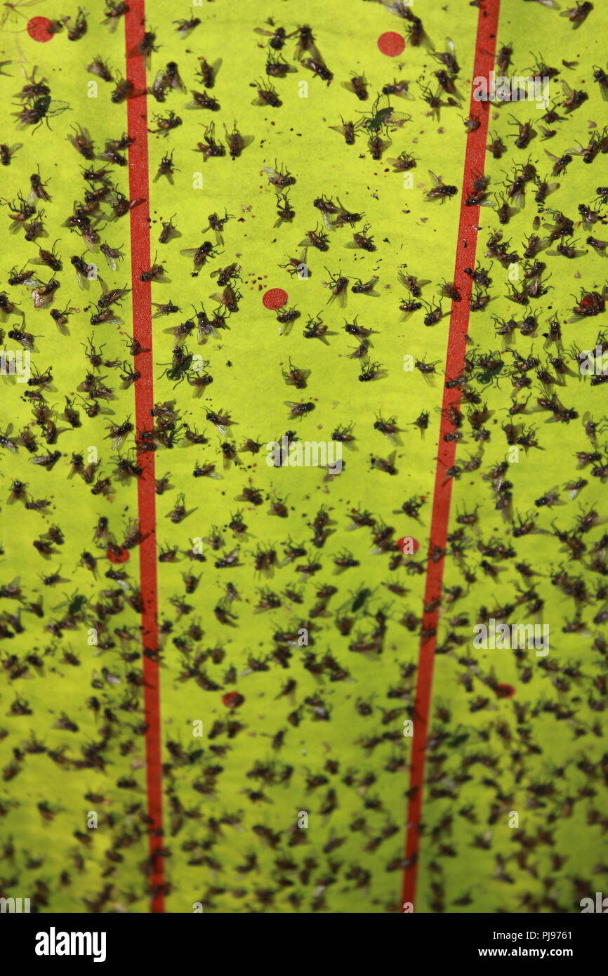 Extremely sticky and absolutely full fly paper with tons of dead flies