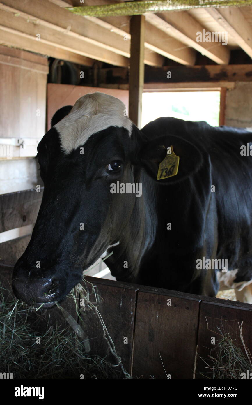 Dairy Cow Bos Taurus Wearing A Dewlap Livestock Tag While Hanging Out Dairy Cow Bos Taurus Wearing A Dewlap Livestock Tag While Hanging Out