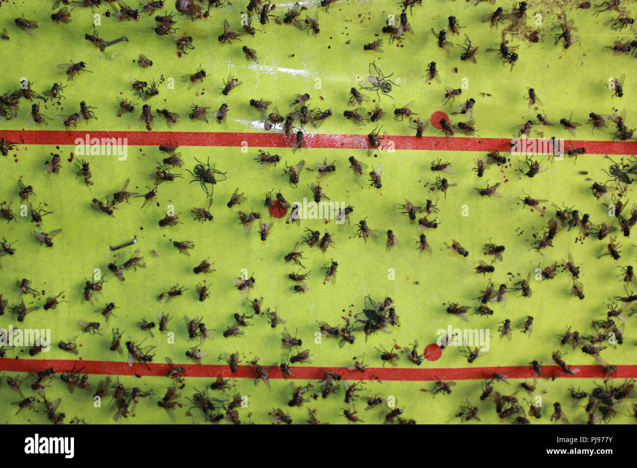 Extremely sticky and absolutely full fly paper with tons of dead flies