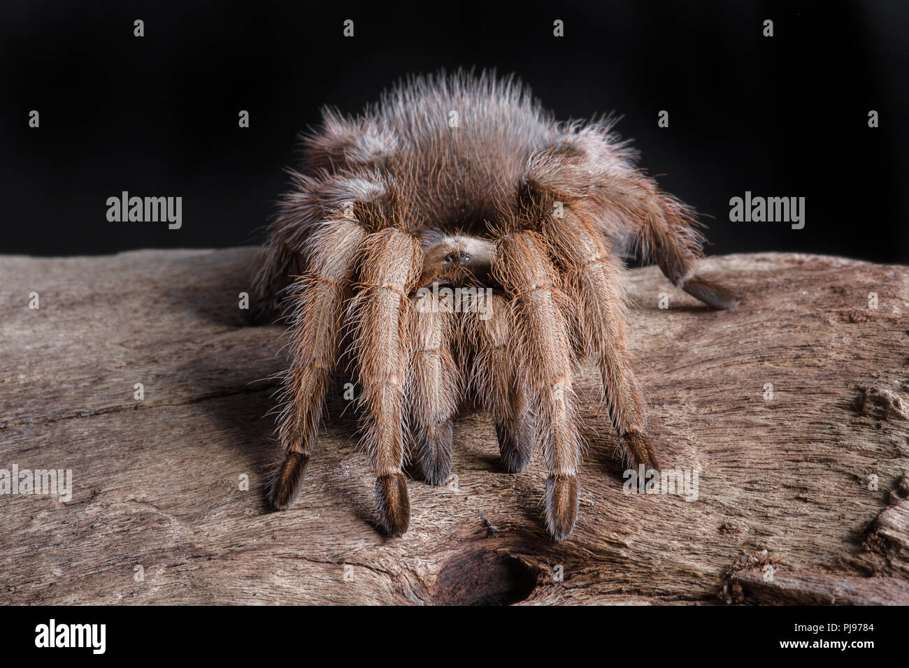 A close portrait of a texas brown tarantula. It is facing forward on a piece of wood. The photograph is set against a black background Stock Photo