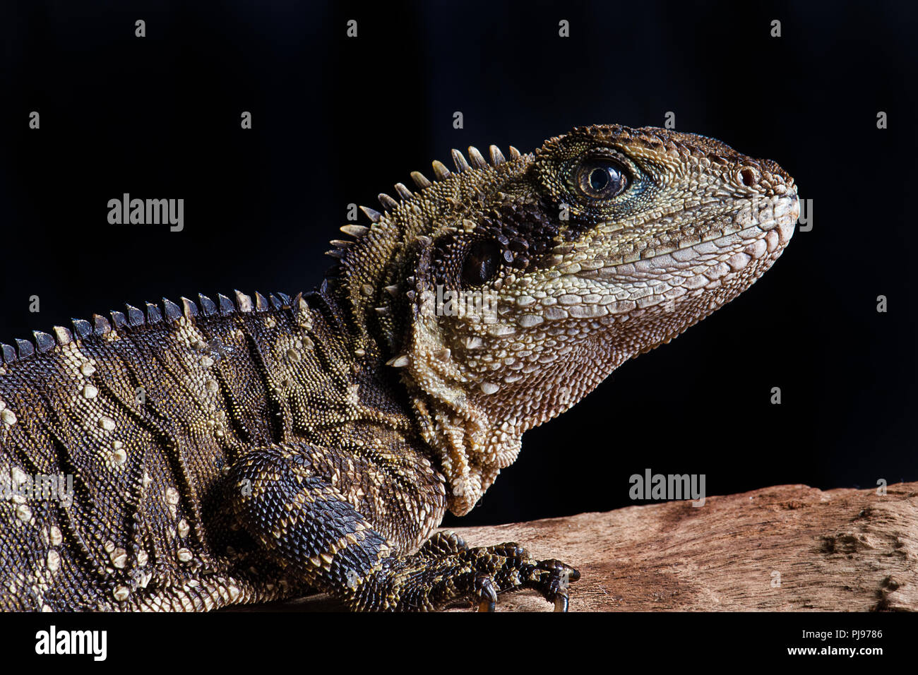 very close up photograph of an Australian water dragon. It shows the head and front part of the body against a black background. Stock Photo