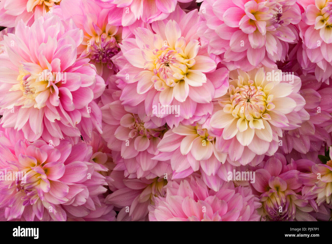 Marry Me dahlia, Swan Island Dahlias, Canby, Oregon Stock Photo Alamy