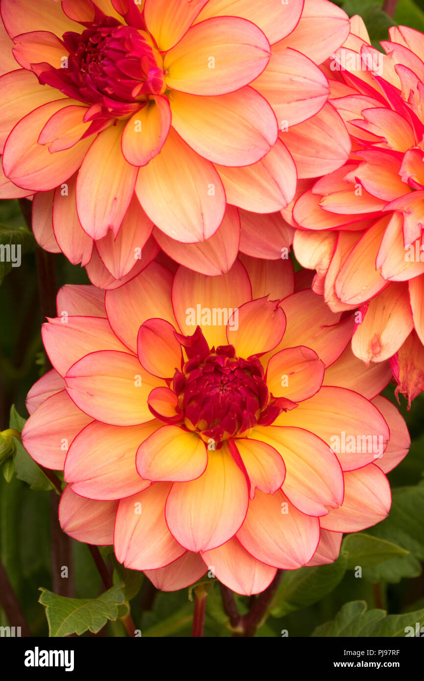 Rawhide dahlia, Swan Island Dahlias, Canby, Oregon Stock Photo Alamy