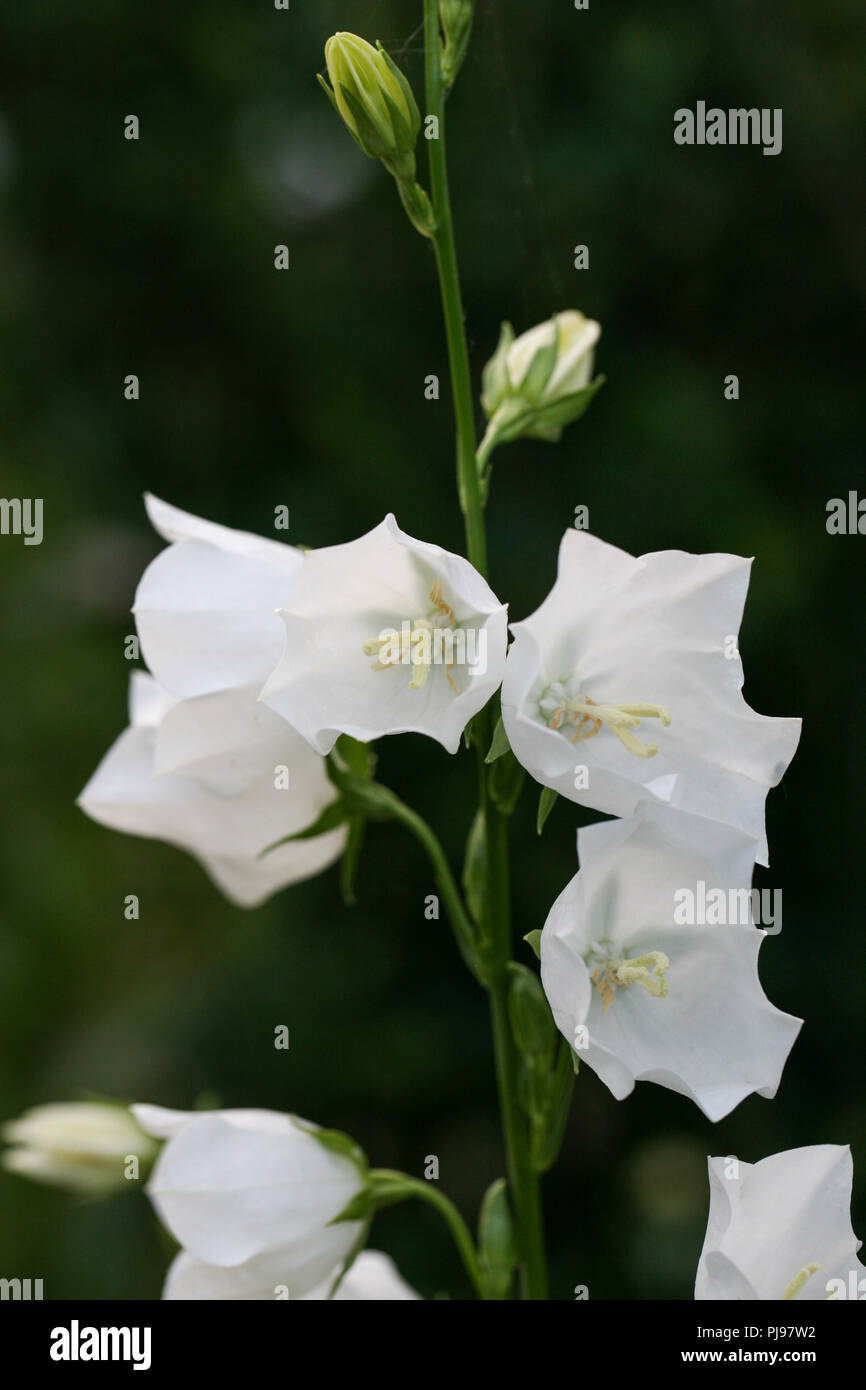 white campanula in flower Stock Photo