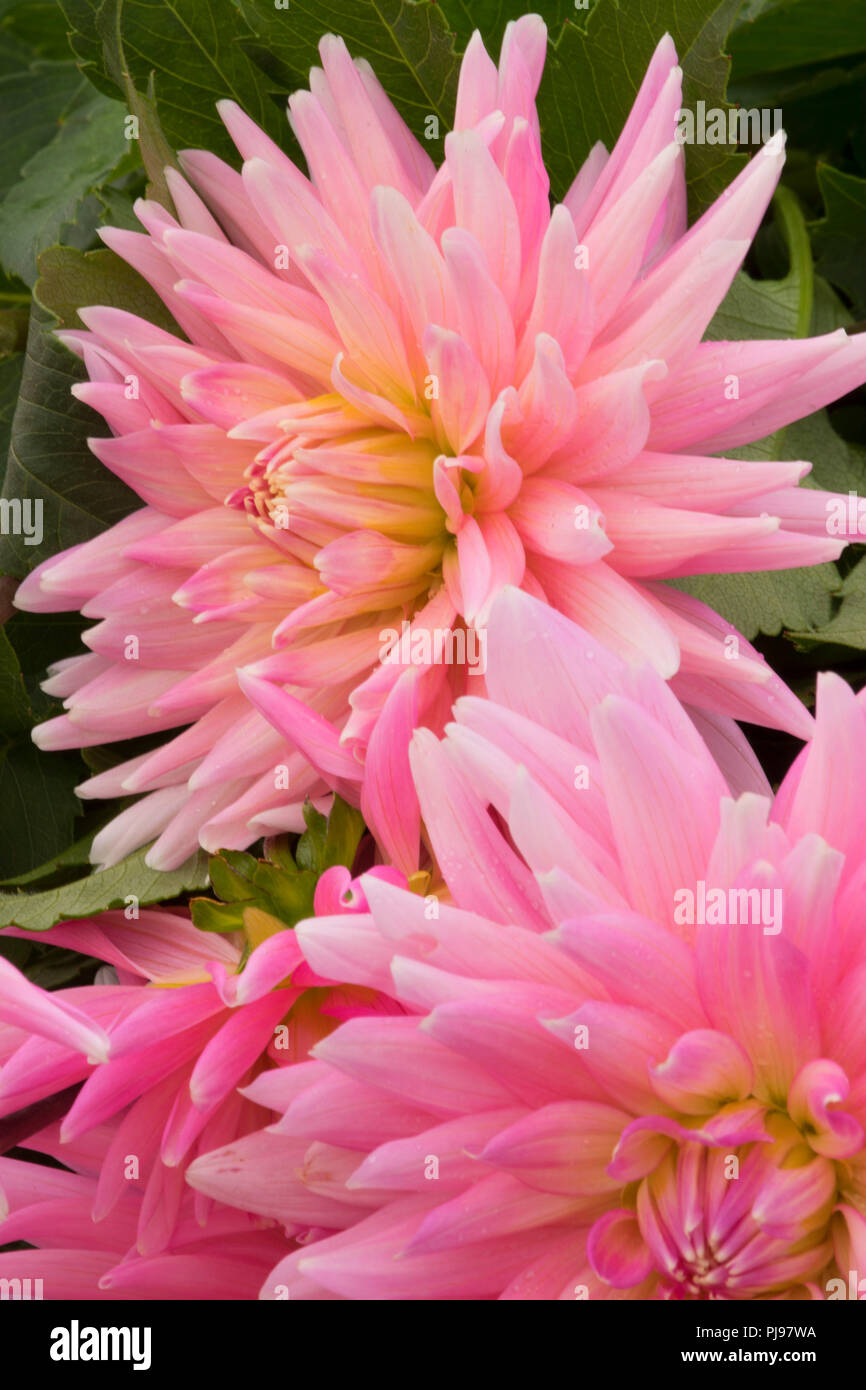 Miss Oregon Stock Photos &amp; Miss Oregon Stock Images Alamy