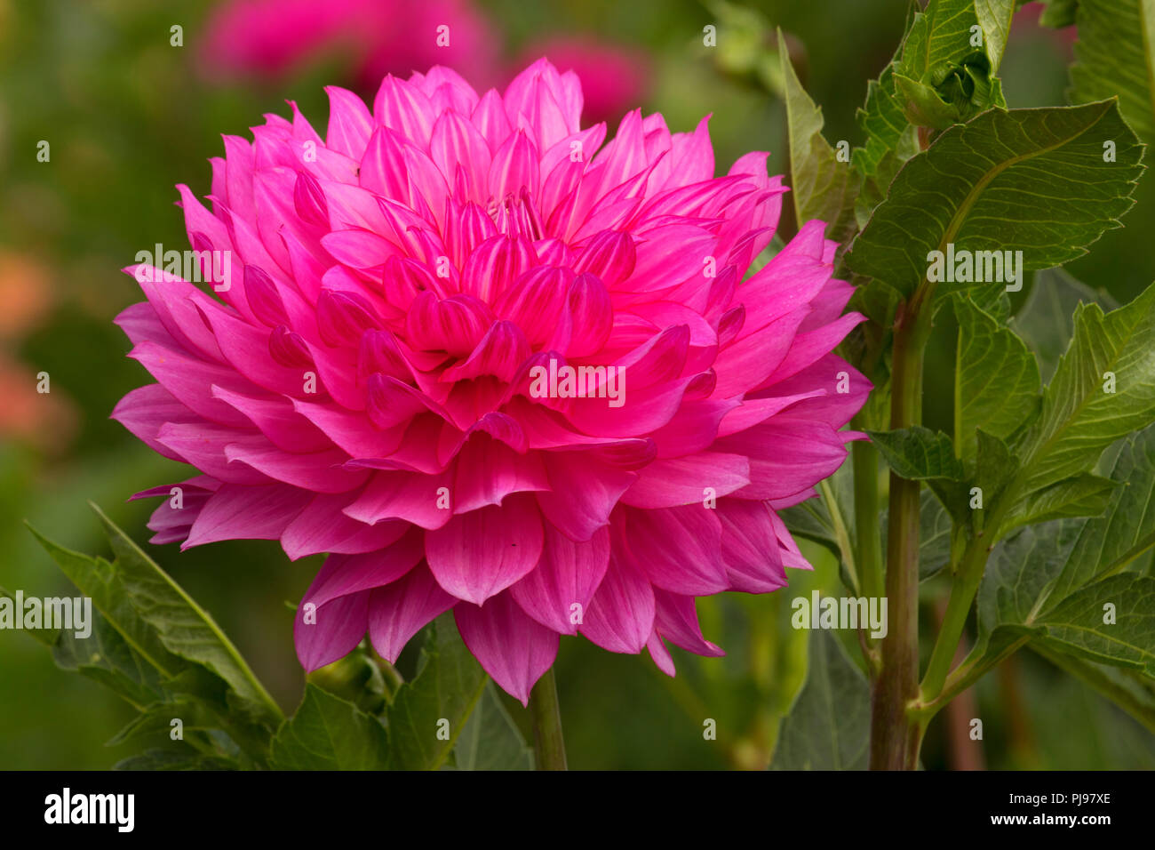 Brushstrokes dahlia, Swan Island Dahlias, Canby, Oregon Stock Photo - Alamy