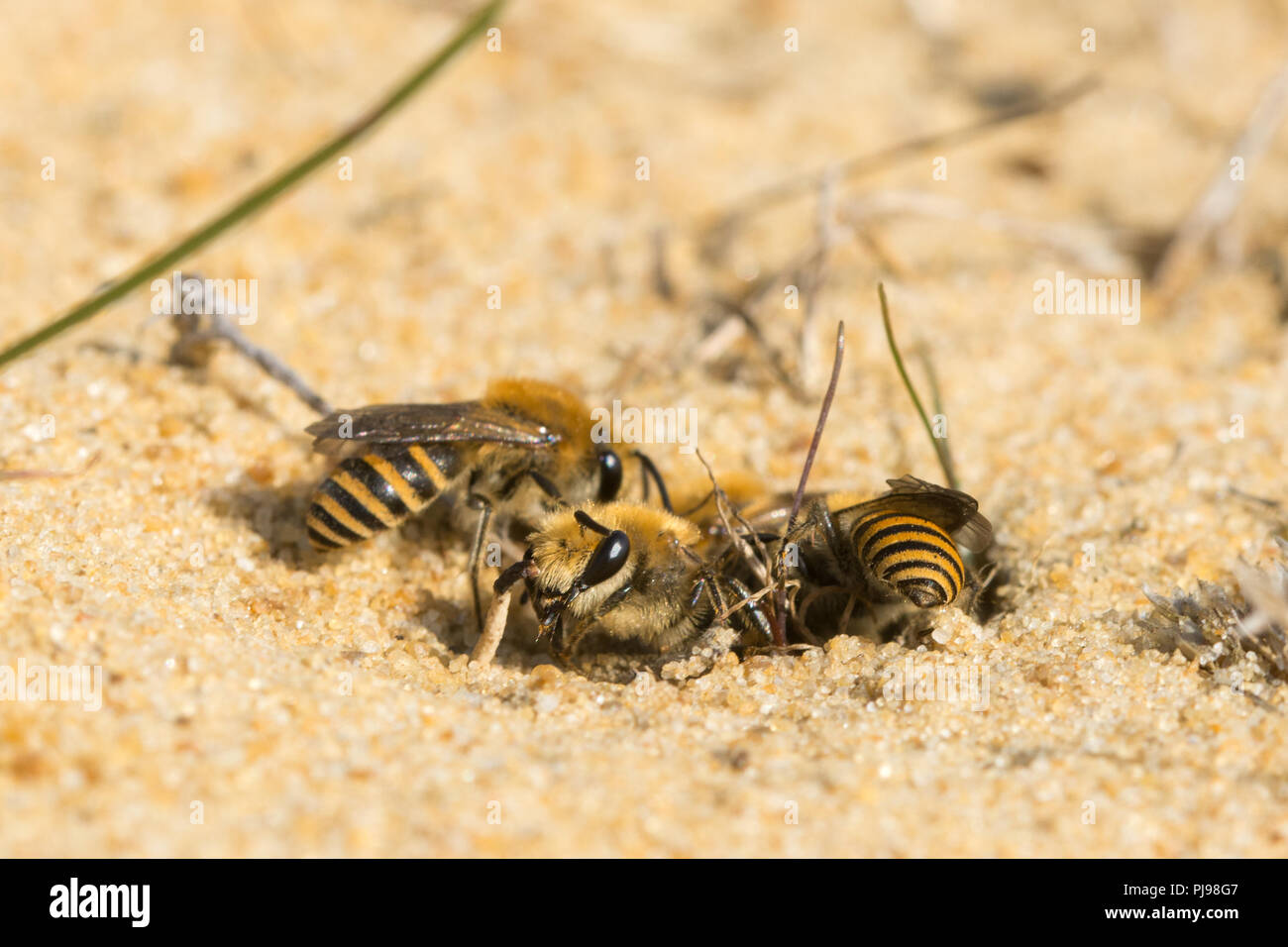 Ivy bees (Colletes hederae), a species first seen in the British Isles in 2001, around burrows in sand in Hampshire, UK Stock Photo