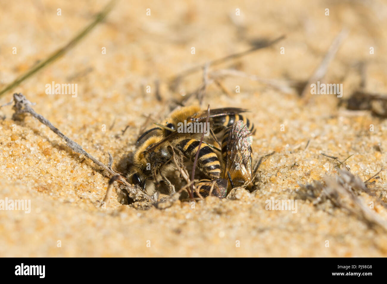 Ivy bees (Colletes hederae), a solitary species of plasterer bee first seen in the British Isles in 2001, in a mating ball on sand in Hampshire, UK Stock Photo