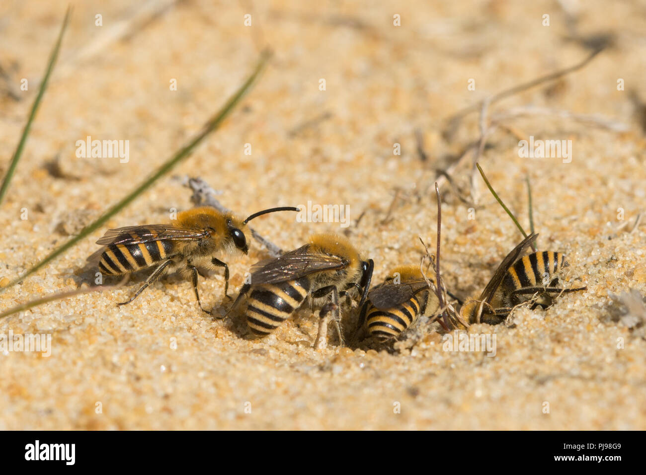 Ivy bees (Colletes hederae), a species first seen in the British Isles in 2001, around burrows in sand in Hampshire, UK Stock Photo