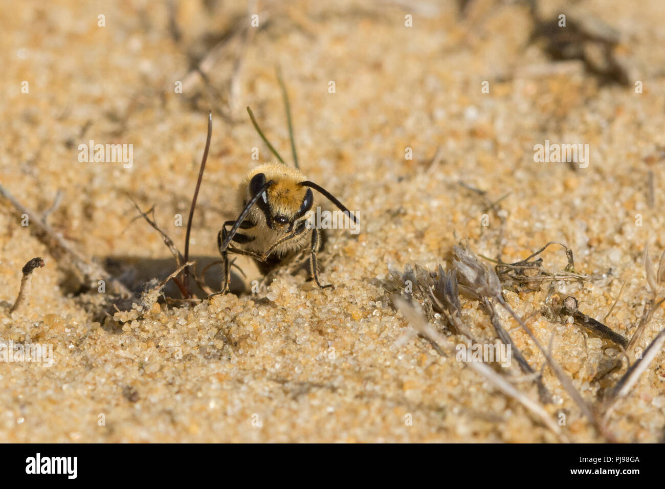 Ivy bee (Colletes hederae), a species first seen in the British Isles in 2001, around burrows in sand in Hampshire, UK Stock Photo