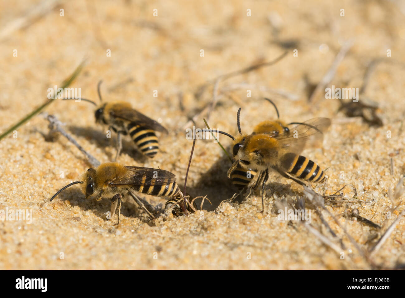 Ivy bees (Colletes hederae), a species first seen in the British Isles in 2001, around burrows in sand in Hampshire, UK Stock Photo