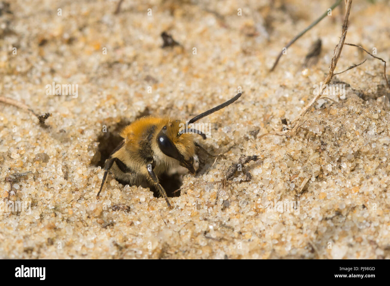 Ivy bee (Colletes hederae), a solitary species of bee first seen in the British Isles in 2001, emerging from a burrow in the sand in Hampshire, UK Stock Photo