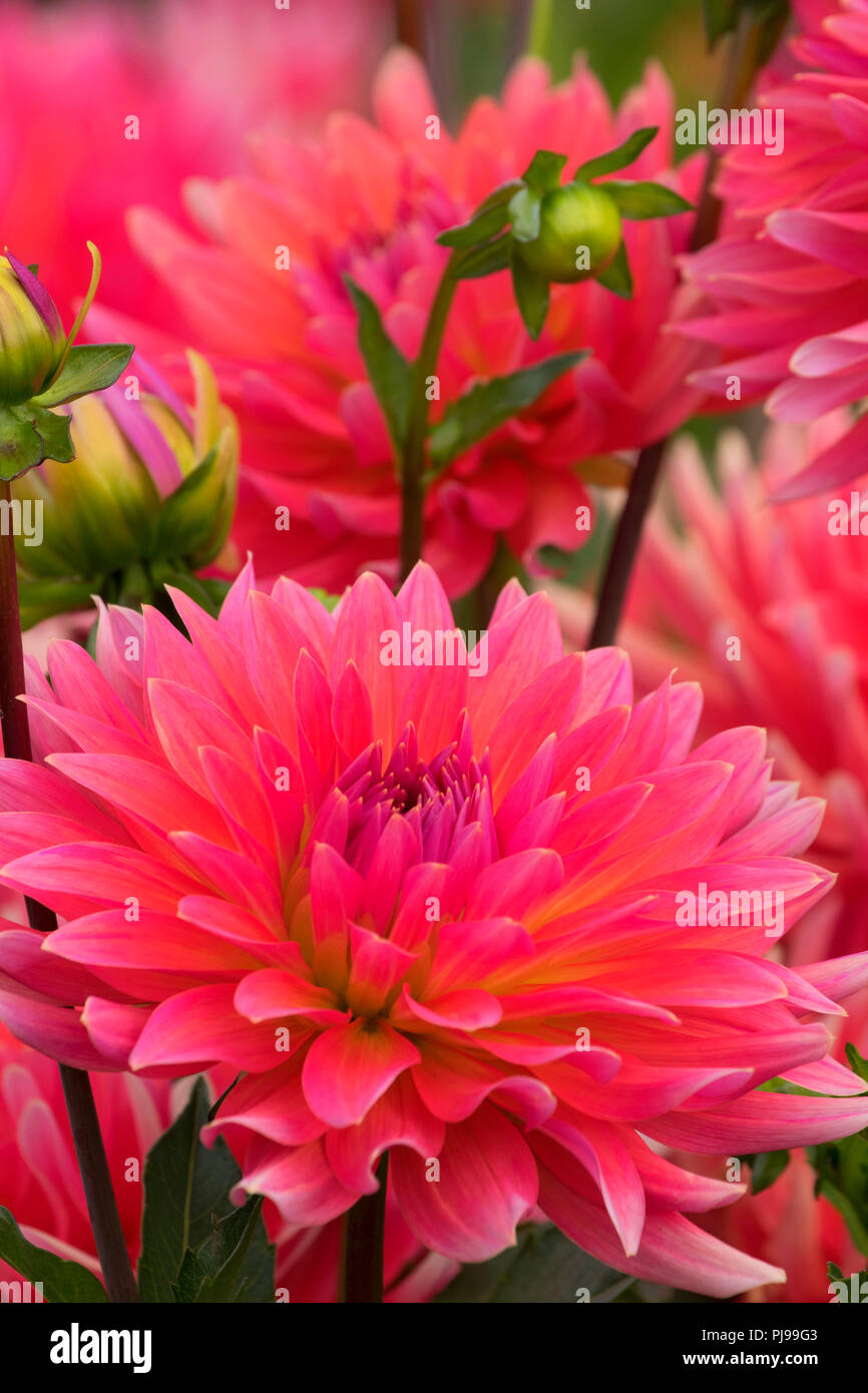 Coral Gypsy dahlia, Swan Island Dahlias, Canby, Oregon Stock Photo Alamy