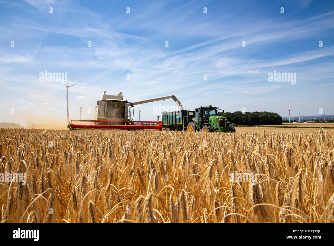 frühe Gerstenernte im trockenen Sommer 2018 bei Sonnenschein und blauem Himmel Stock Photo