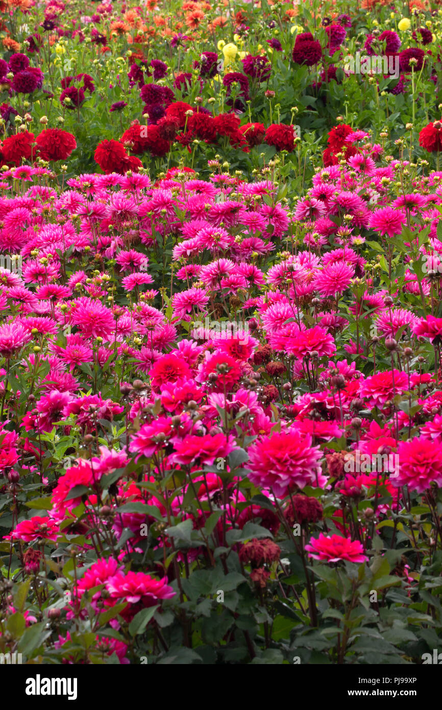 Dahlia field, Swan Island Dahlias, Canby, Oregon Stock Photo Alamy
