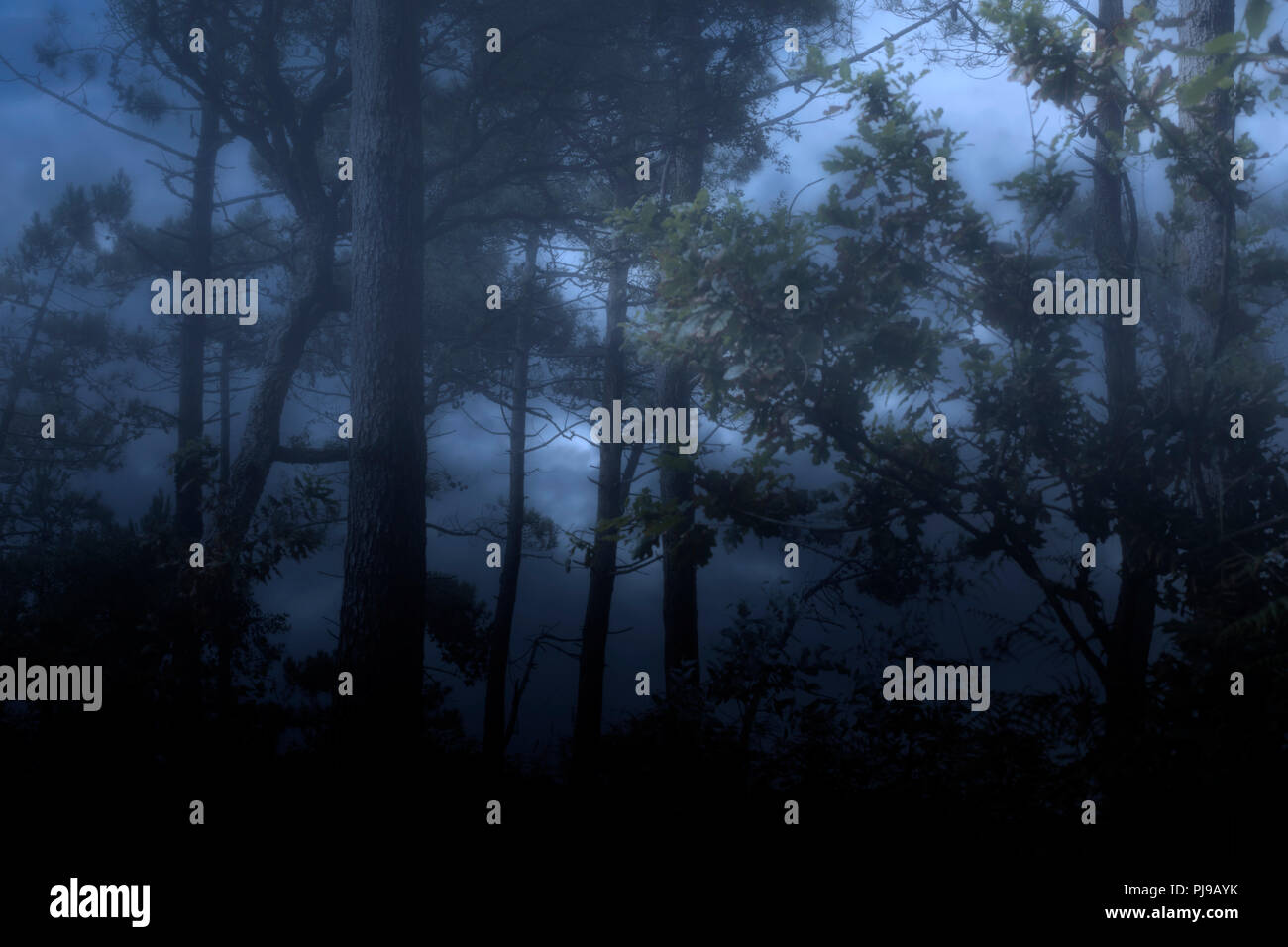 Foggy and dark woods at night or dusk against a cloudy sky Stock Photo ...