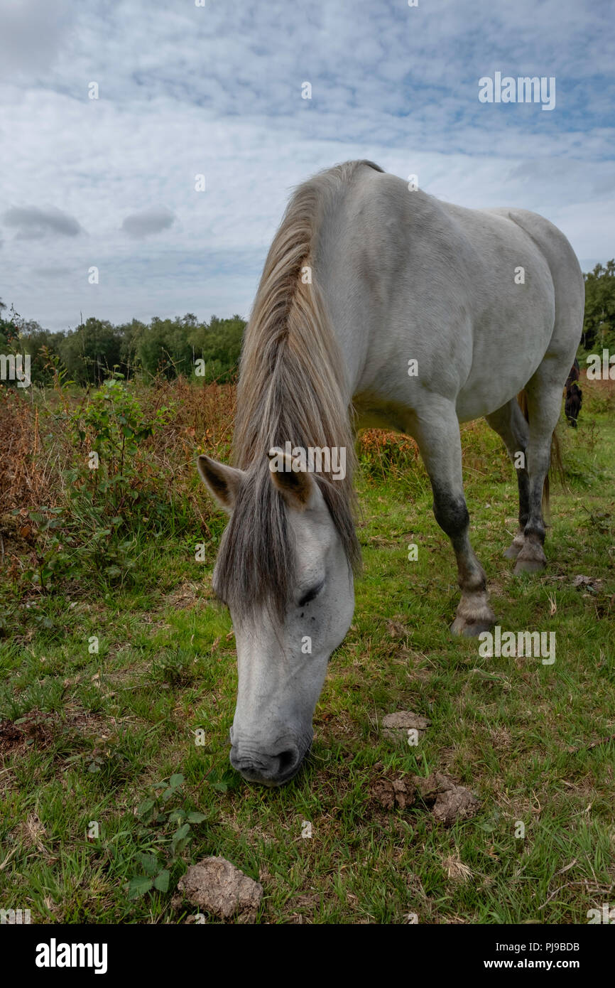 Dartmoor Pony grazing on Litcham Common, Litcham, Kings Lynn, Norfolk