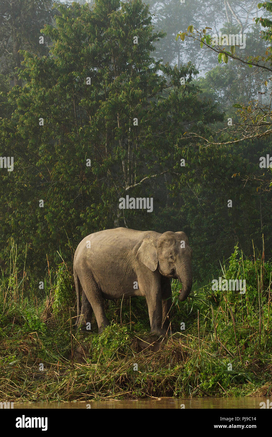Pygmy Elephant Borneo High Resolution Stock Photography and Images Alamy