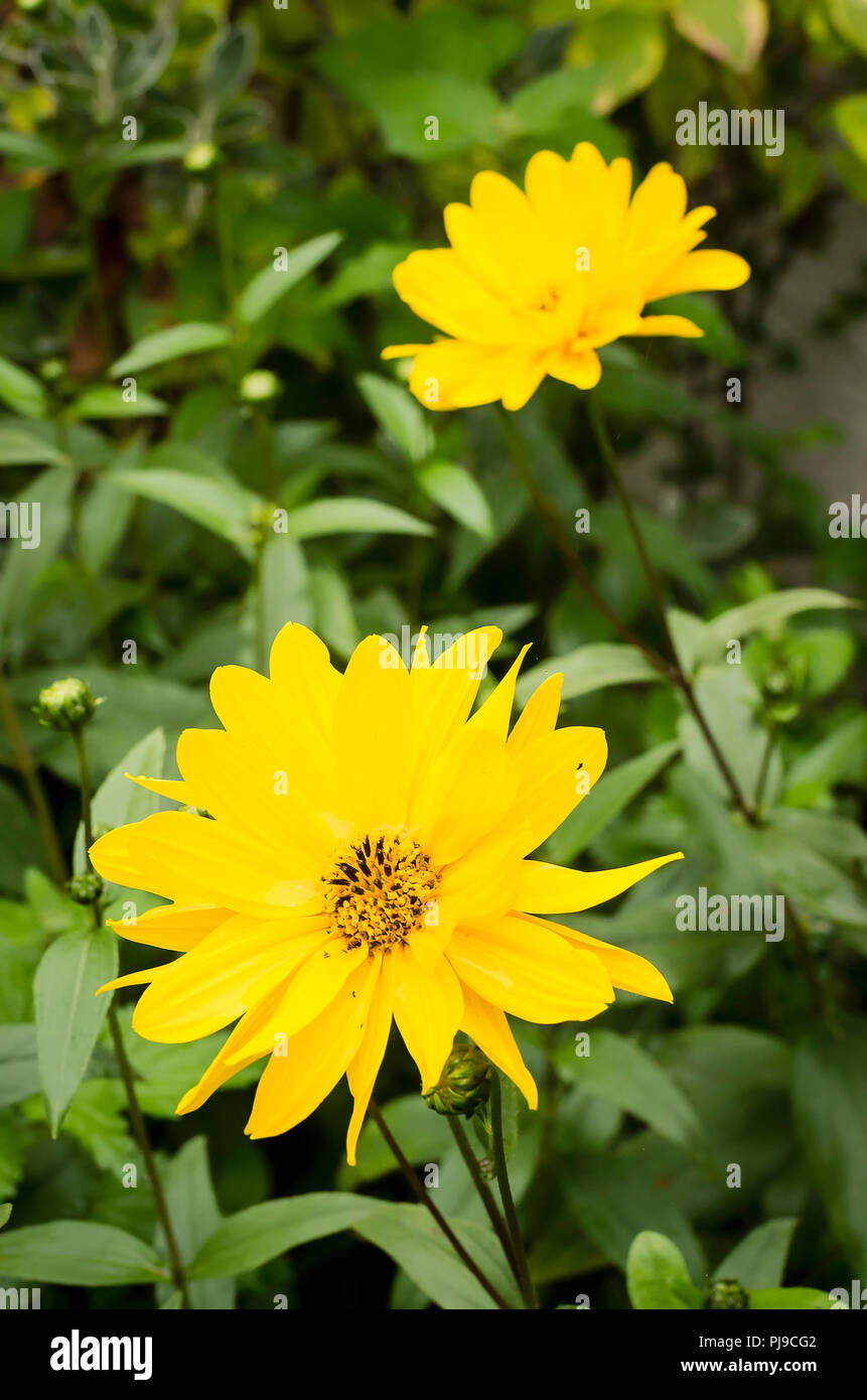 Flowering Helianthus annuus starting in late summer in the UK Stock Photo