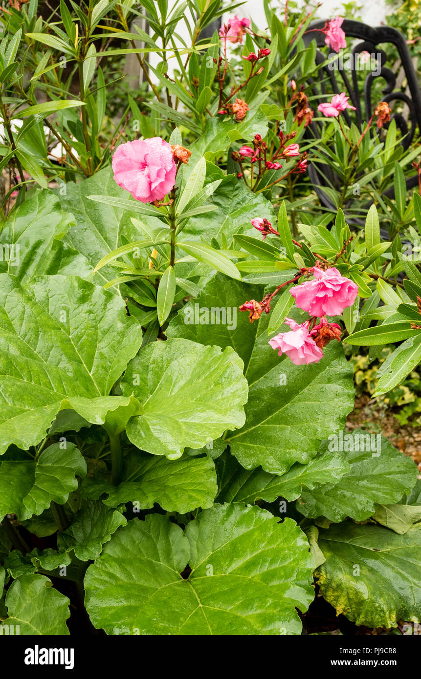 A happy blending of edible Rhubarb and Nerium oleander in a small patio garden in early summer in UK Stock Photo