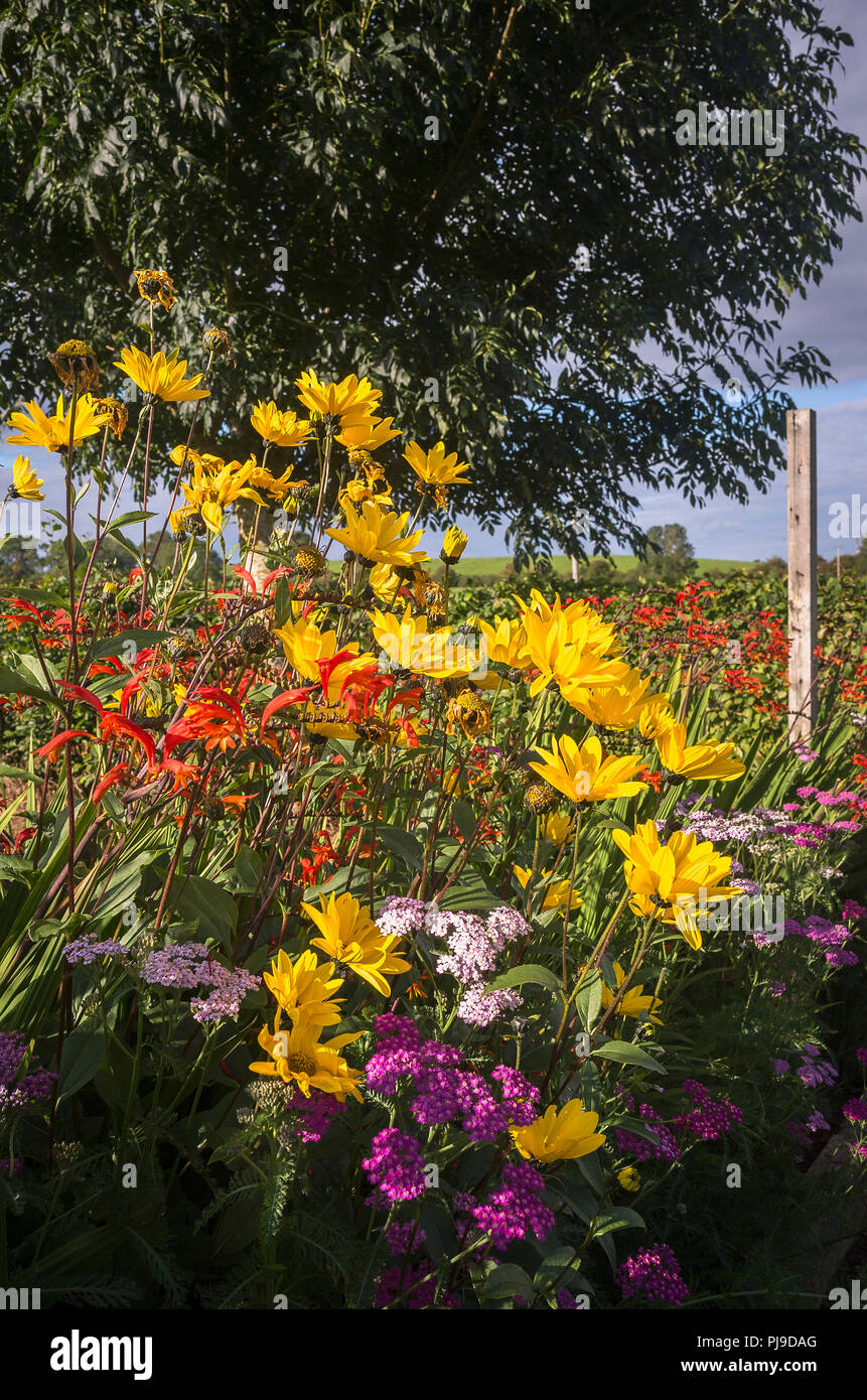 A mixed flower border in the cutting garden at Blencowe Hall Cumbria England UK Stock Photo