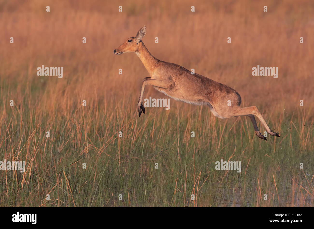 Southern reedbuck Stock Photo