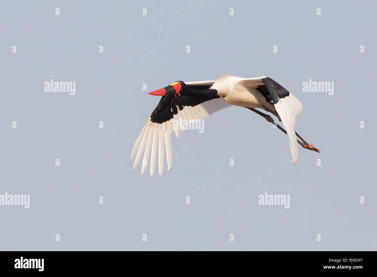 Saddle-billed stork Stock Photo