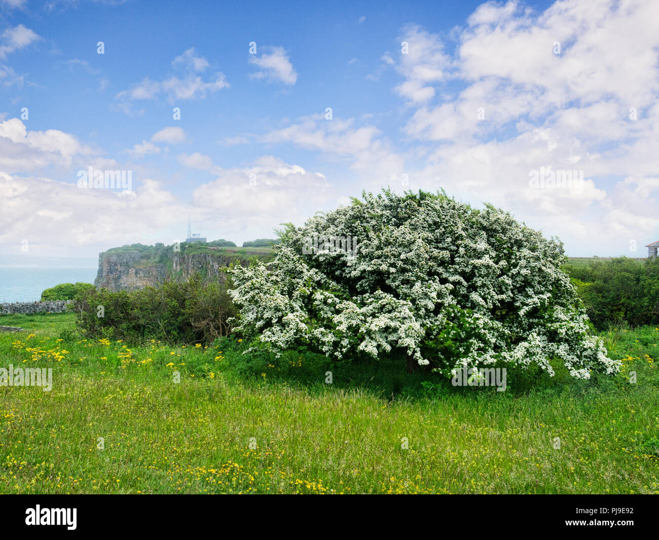 Hawthorn in full bloom on Berry Head, Devon, UK. Crataegus monogyna. Sometimes called May blossom, because it usually flowers in May. Stock Photo